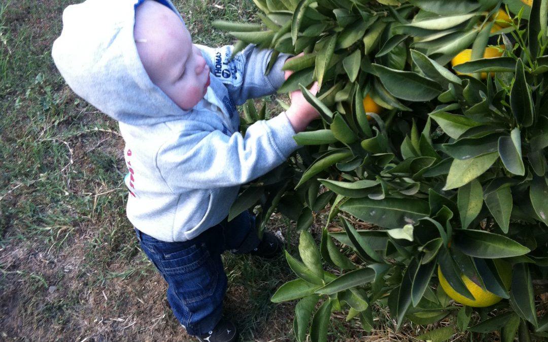 My Preferred Method of Pruning Fruit Trees