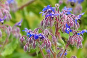 Edible & Herbal Superstars!