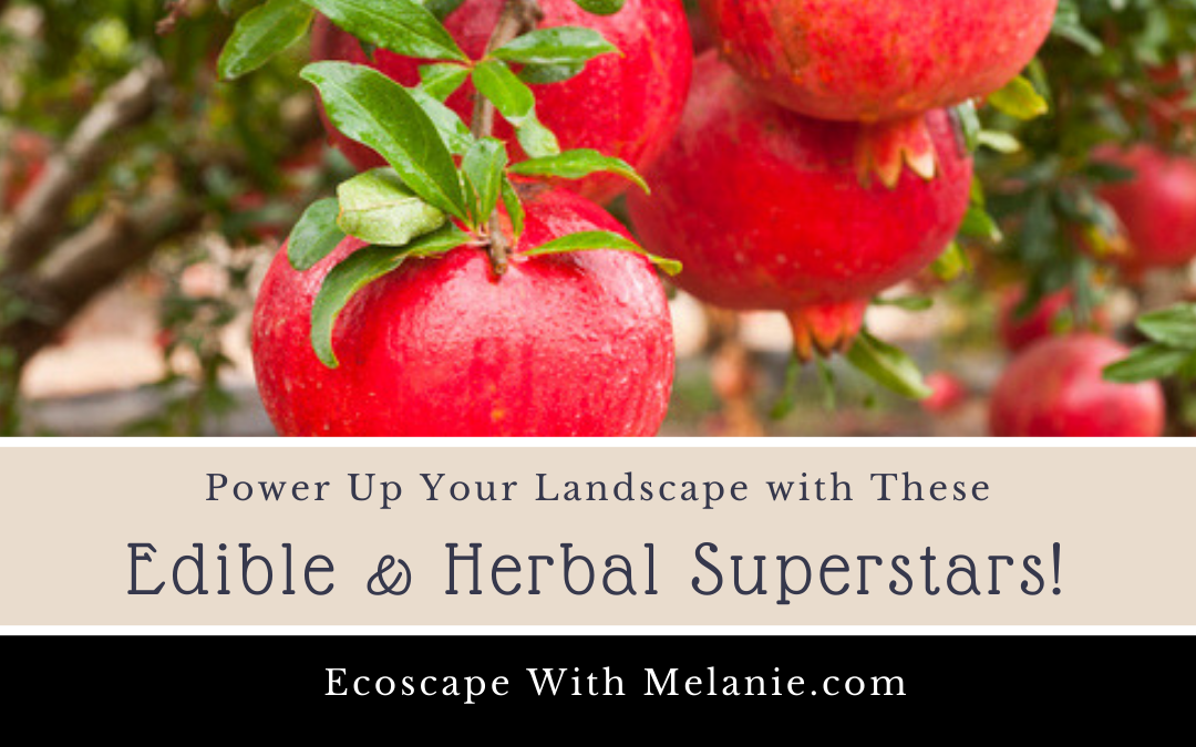 Power Up Your Landscape with These Edible & Herbal Superstars!