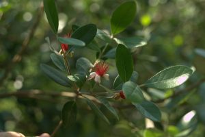 Edible & Herbal Superstars!