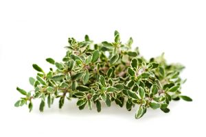 Edible & Herbal Superstars!